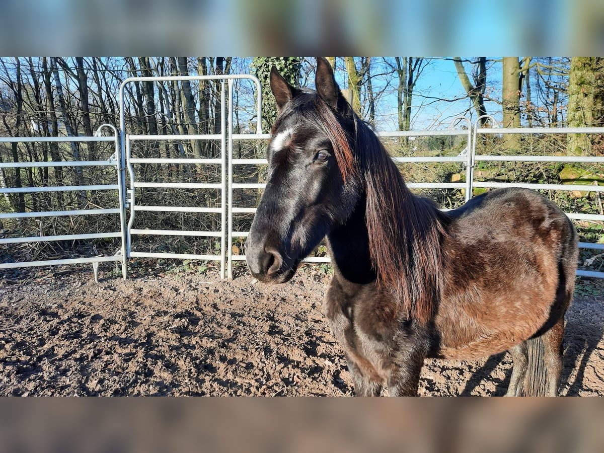 Paso Fino Wałach 3 lat Kara in Morsbach