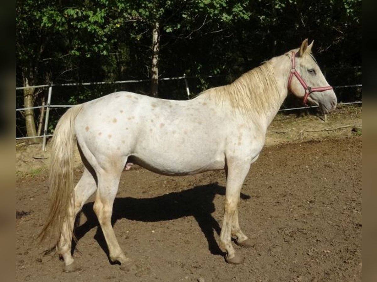 Paso Fino, Wallach in Arnbruck
