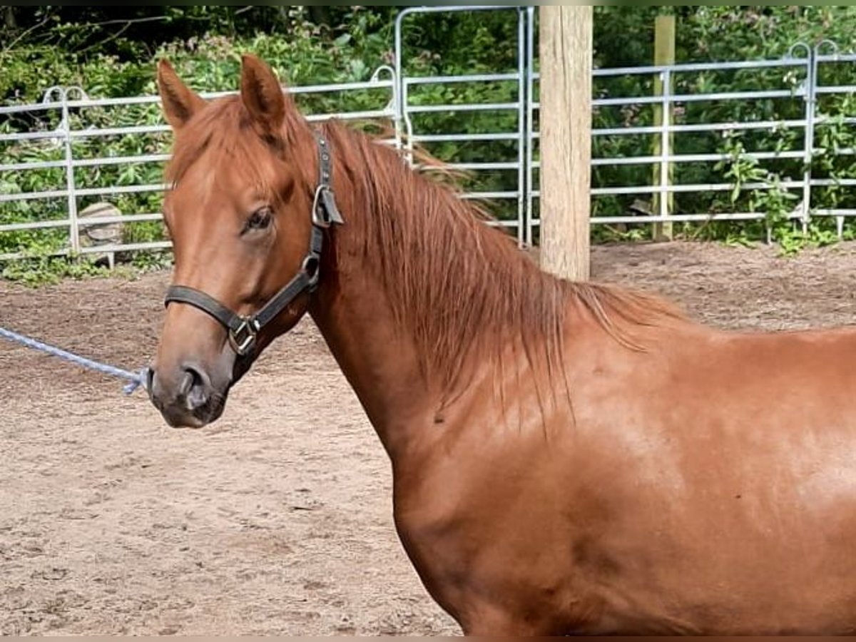 Paso Fino Wallach 3 Jahre Fuchs in Morsbach