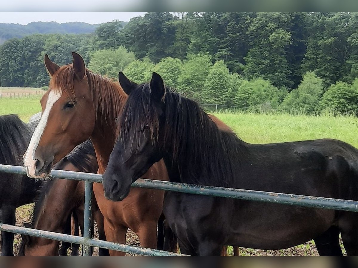 Paso Fino Wallach 3 Jahre Rappe in Morsbach