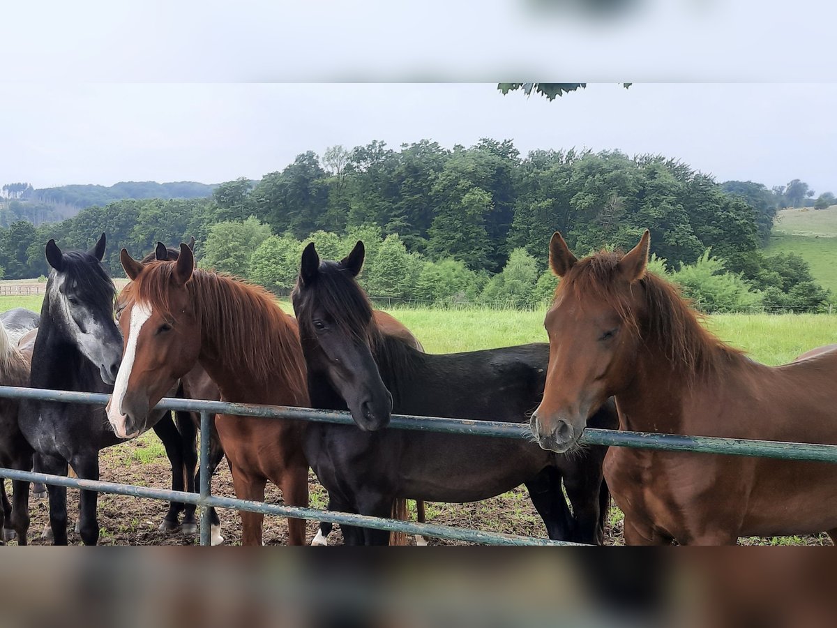 Paso Fino Wallach 3 Jahre Rappe in Morsbach