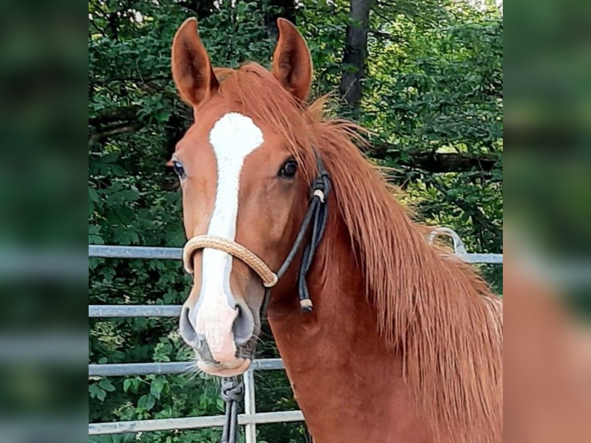 Paso Fino Wallach 4 Jahre 148 cm Fuchs in Morsbach Paso Fino Wallach 4 Jahre 148 cm Fuchs in Morsbach