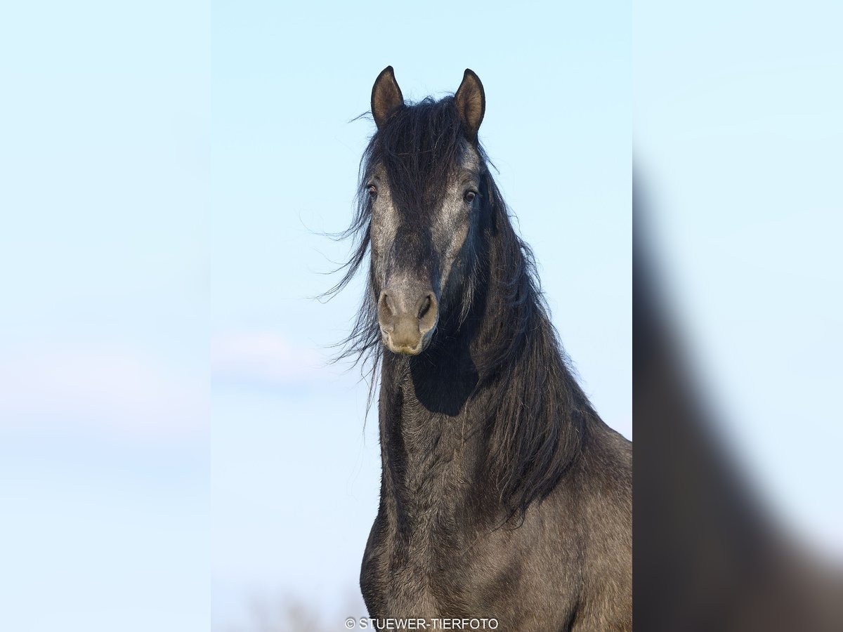 Paso Fino Wallach 4 Jahre 149 cm Rappschimmel in Morsbach