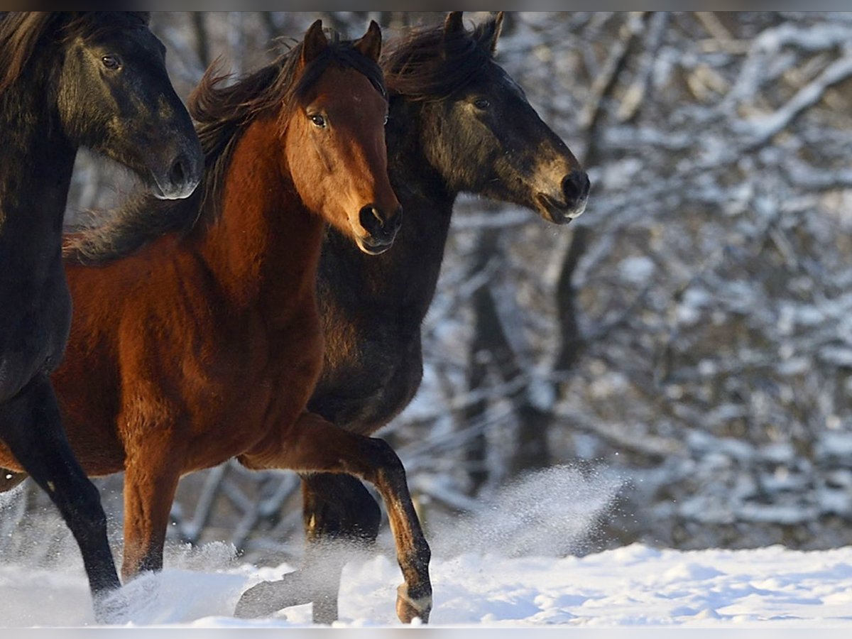 Paso Fino Mix Wallach 4 Jahre Brauner in Morsbach