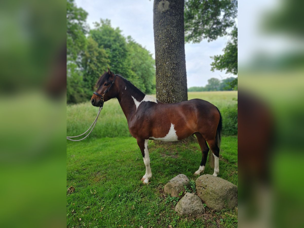 Paso Fino Wallach 5 Jahre 137 cm Schecke in Warendorf