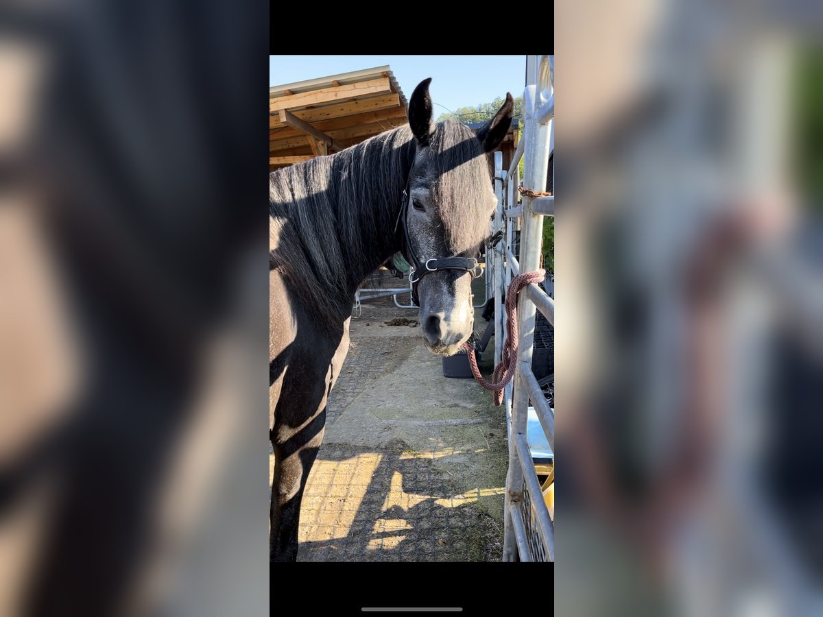 Paso Fino Wallach 5 Jahre 145 cm Rappschimmel in Sugenheim