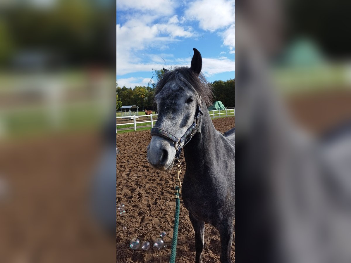 Paso Fino Wallach 5 Jahre 145 cm in Wiesentheid