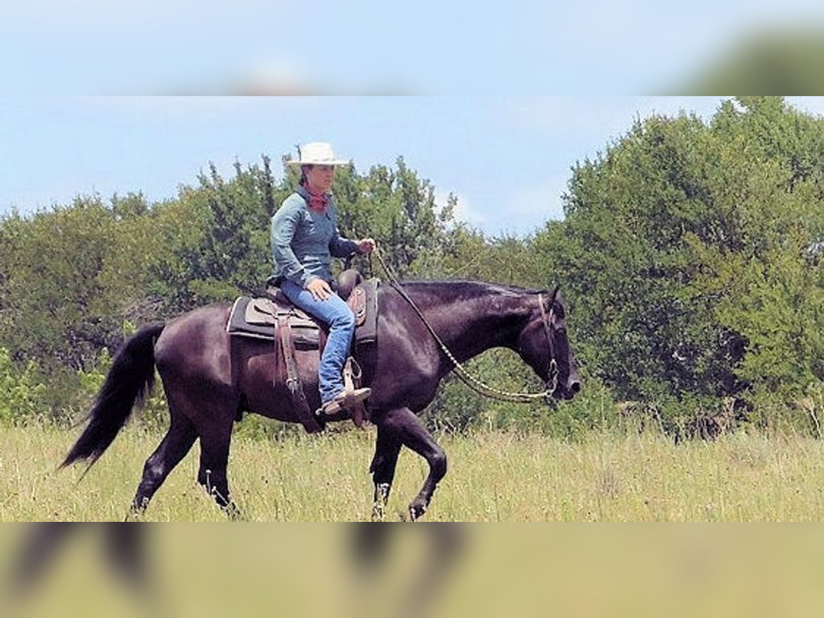 Paso Fino Wallach 7 Jahre 173 cm Rappe in Norwich