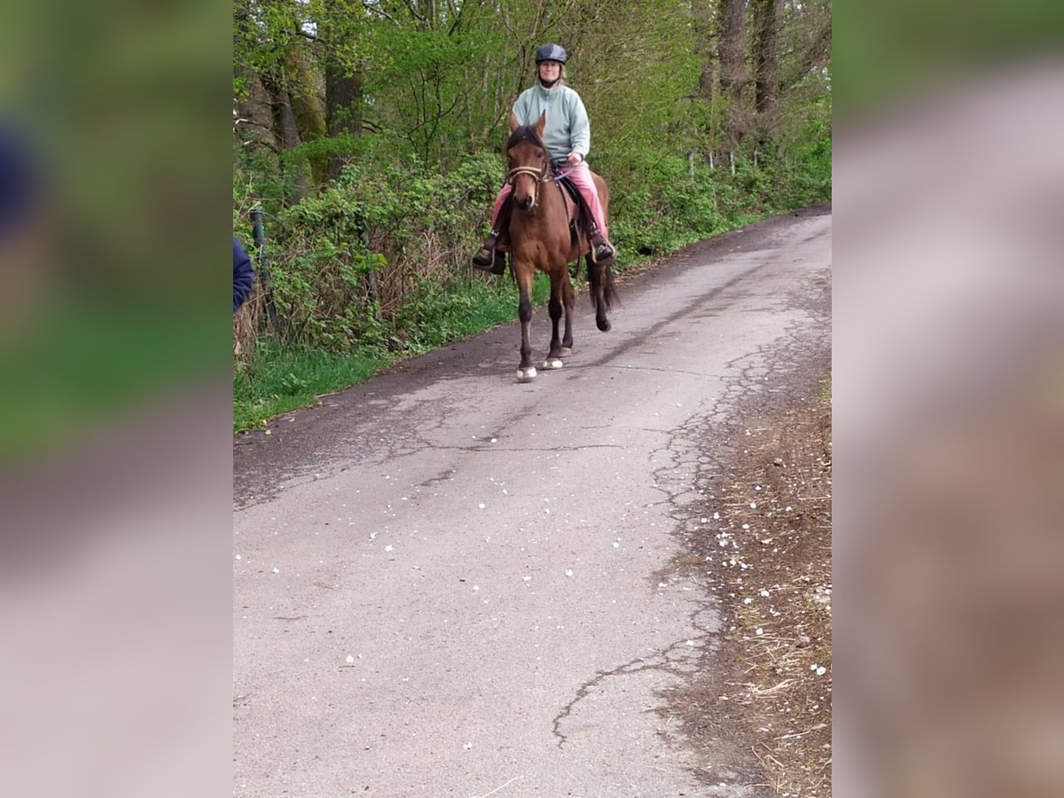 Paso Fino Wallach 8 Jahre 148 cm Falbe in Contrazy