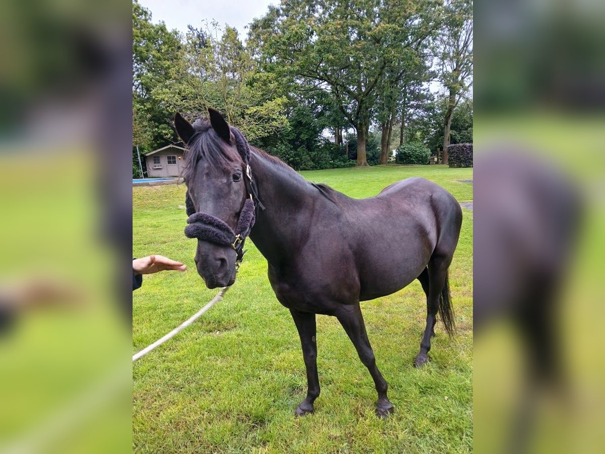 Paso Fino Yegua 11 años 140 cm Negro in Malle