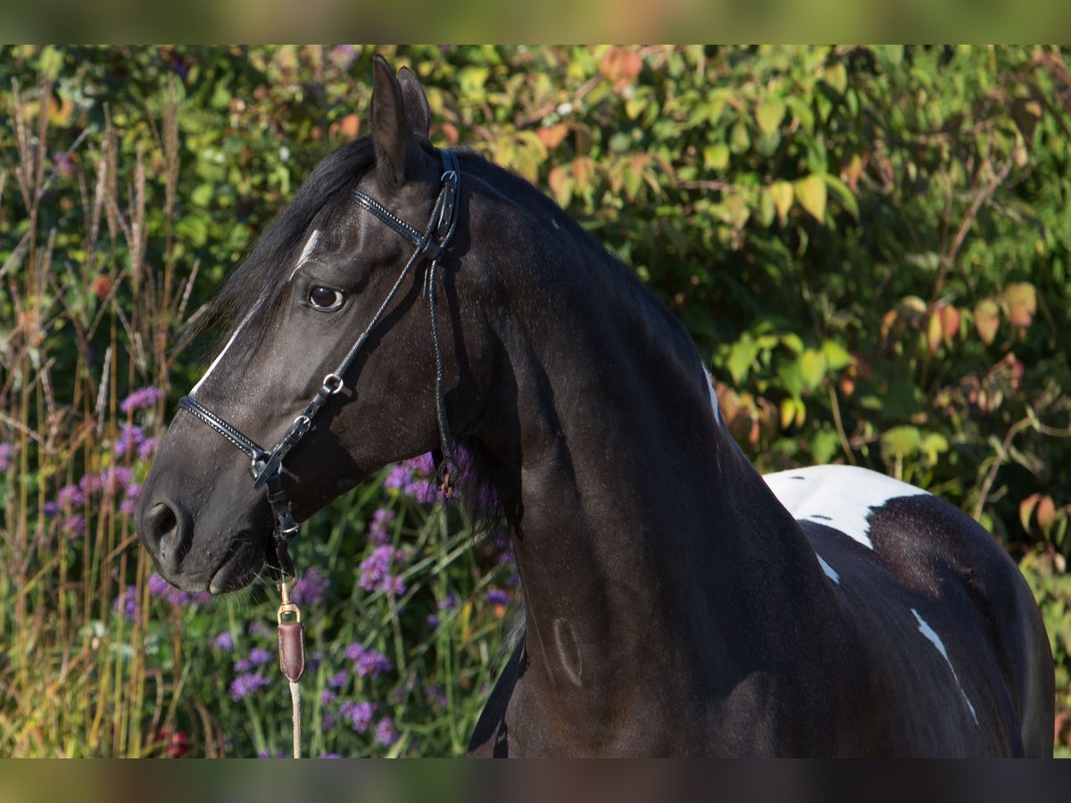 Paso Fino Yegua 11 años 146 cm Pío in Aletshausen