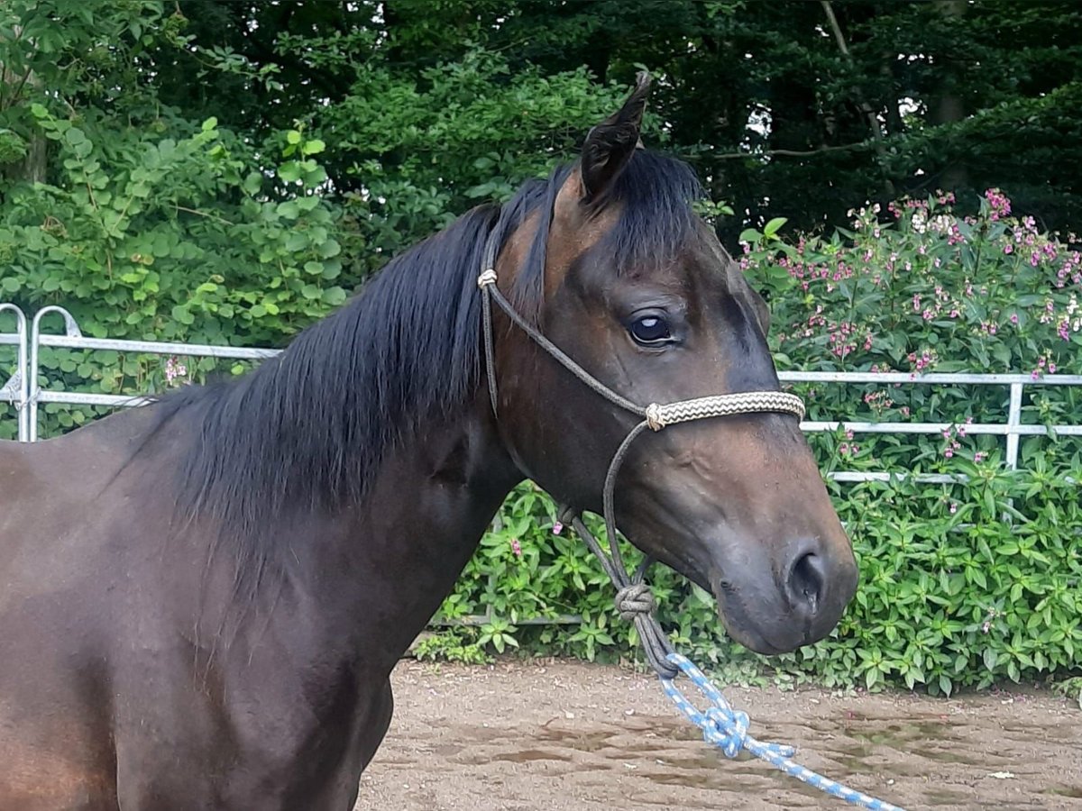 Paso Fino Yegua 2 años 148 cm Castaño oscuro in Morsbach