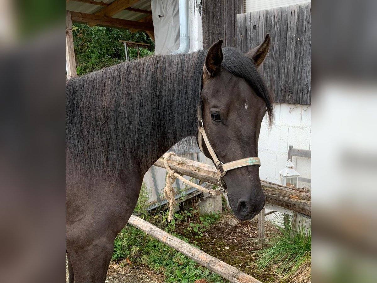 Paso Iberoamericano Caballo castrado 3 años 150 cm Negro in Hohenburg