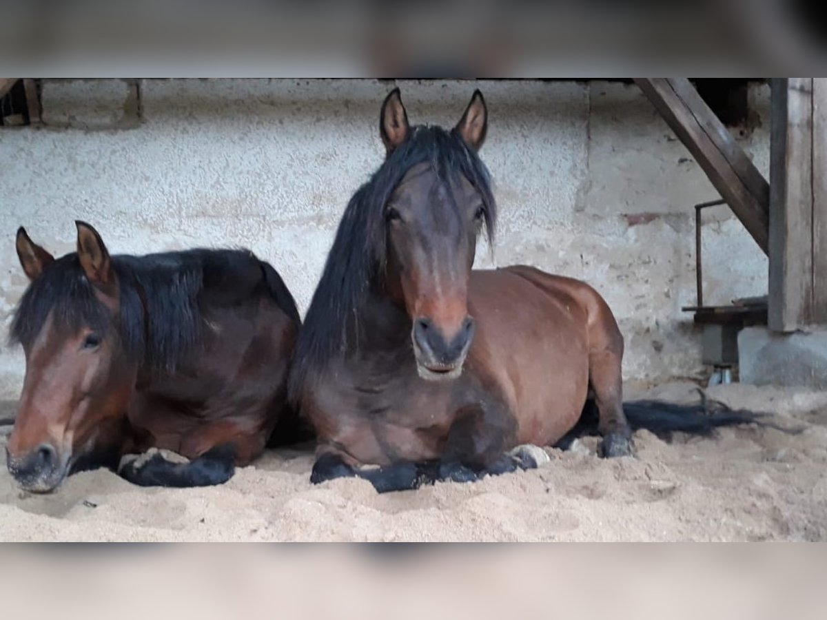 Paso Iberoamericano Giumenta 10 Anni 160 cm Falbo in Beratzhausen