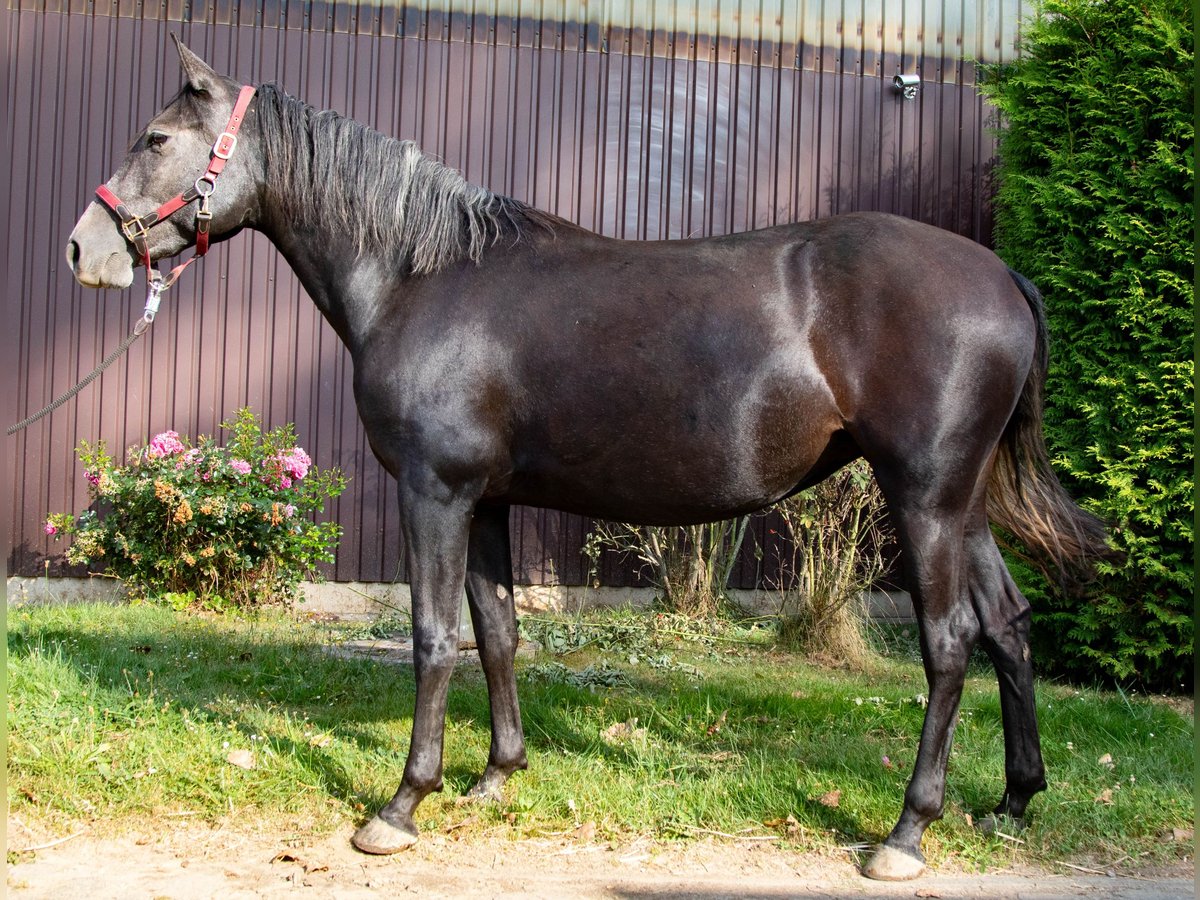 Paso Iberoamericano Mare 3 years 14,2 hh Can be white in Stadtallendorf