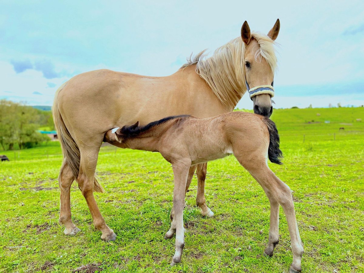 Paso Iberoamericano Stallion 1 year Dun in Schallstadt