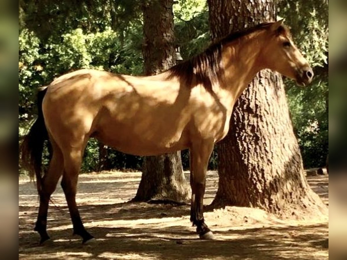 Paso Iberoamericano Stute 6 Jahre 150 cm Falbe in Florac Trois Rivi&#xE8;res