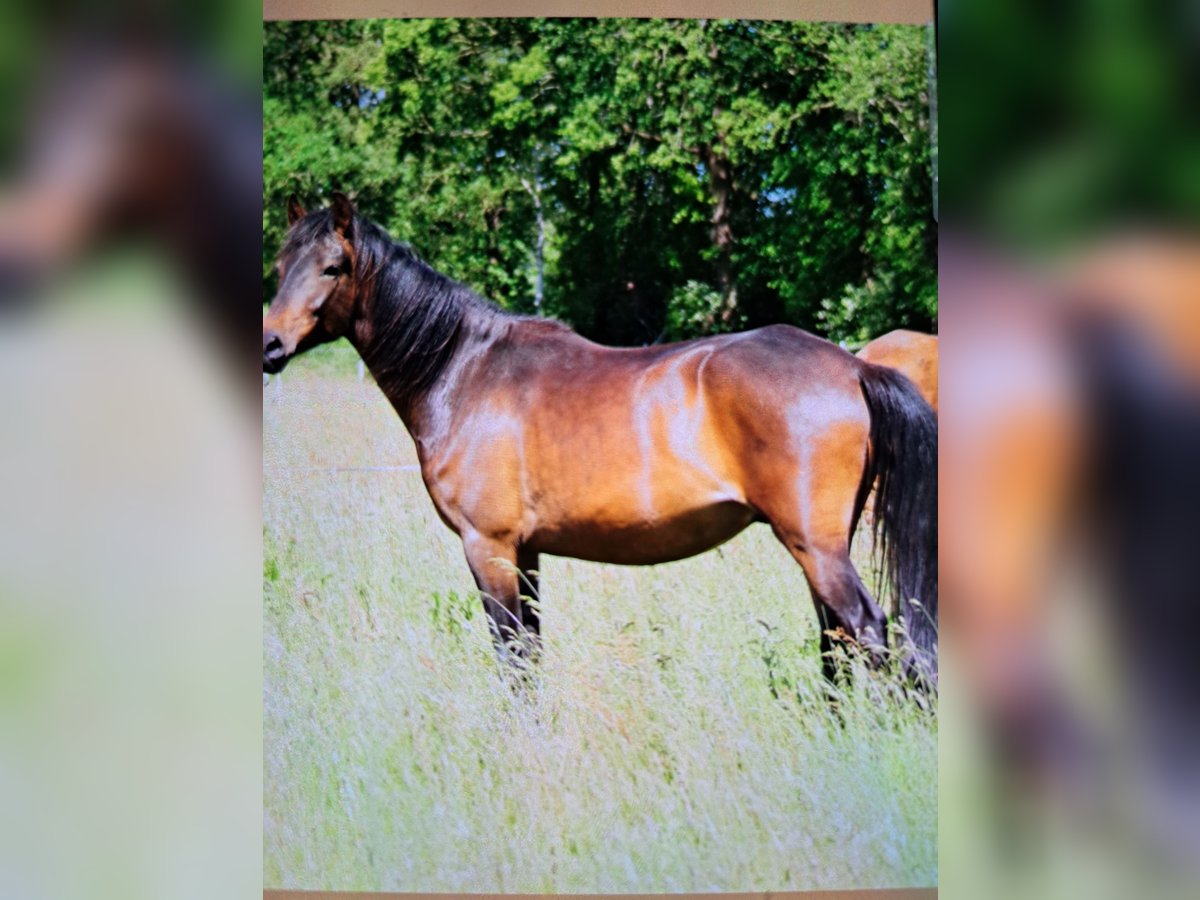 Paso Peruano Caballo castrado 4 años 150 cm Castaño oscuro in Orvelte