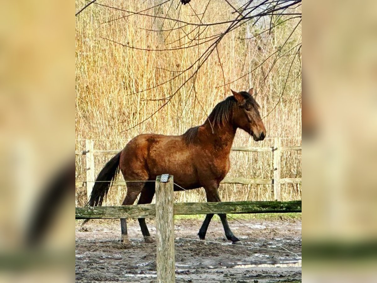 Paso Peruano Hengst 2 Jaar 147 cm Zwartbruin in Landen