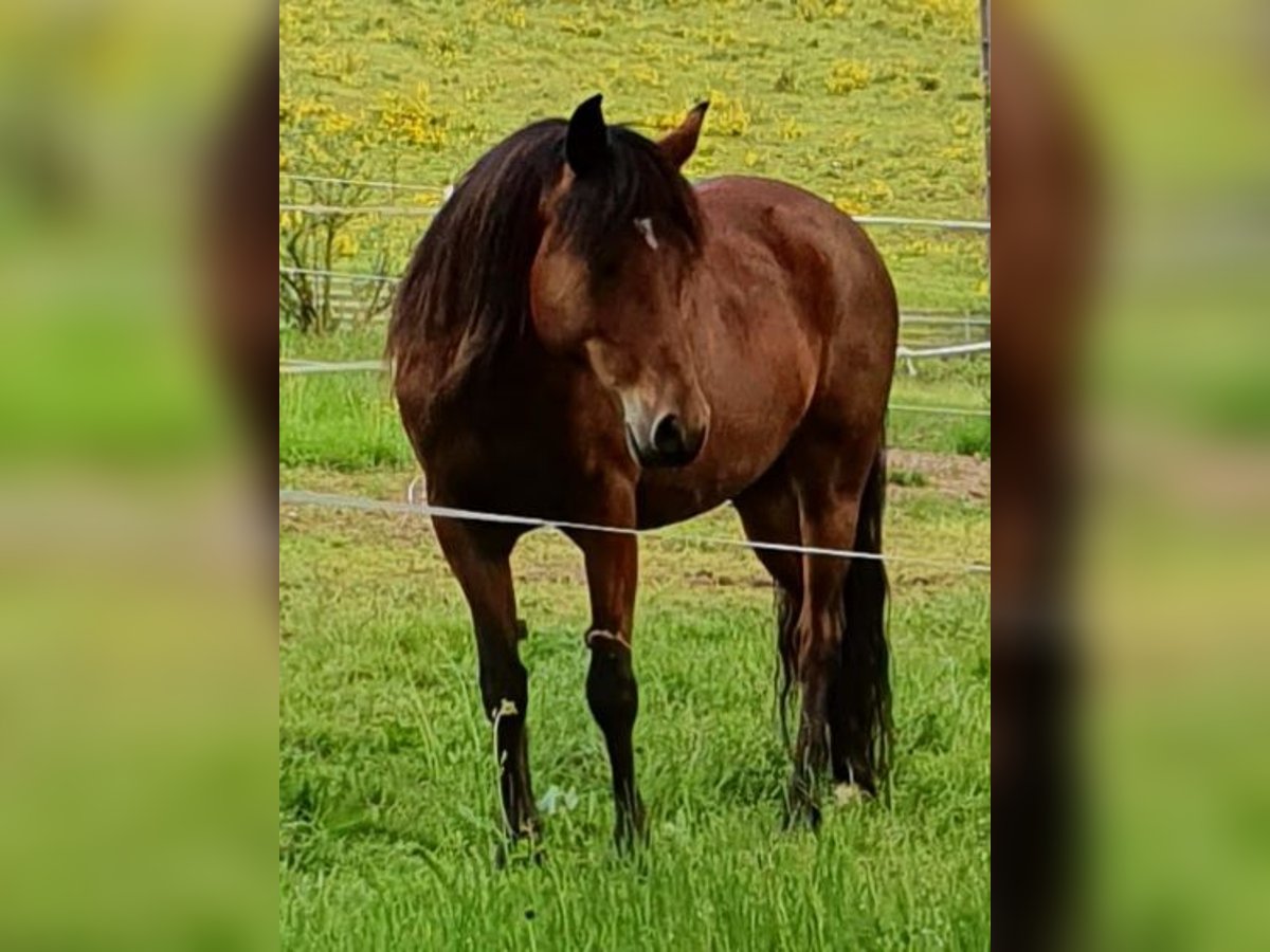 Paso Peruano Mix Merrie 14 Jaar 143 cm Bruin in Haiterbach