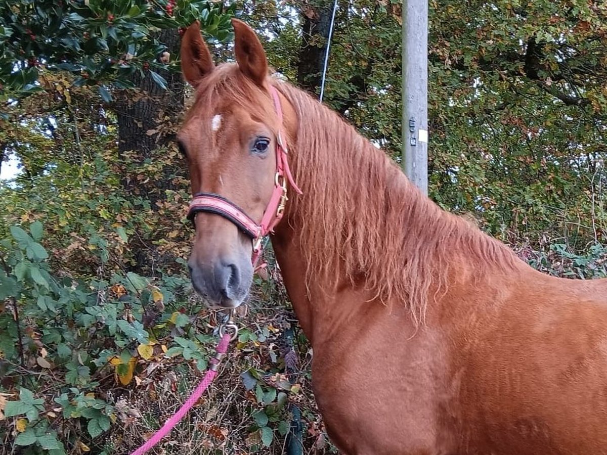 Paso Peruano Wałach 10 lat 150 cm Kasztanowata in Morsbach