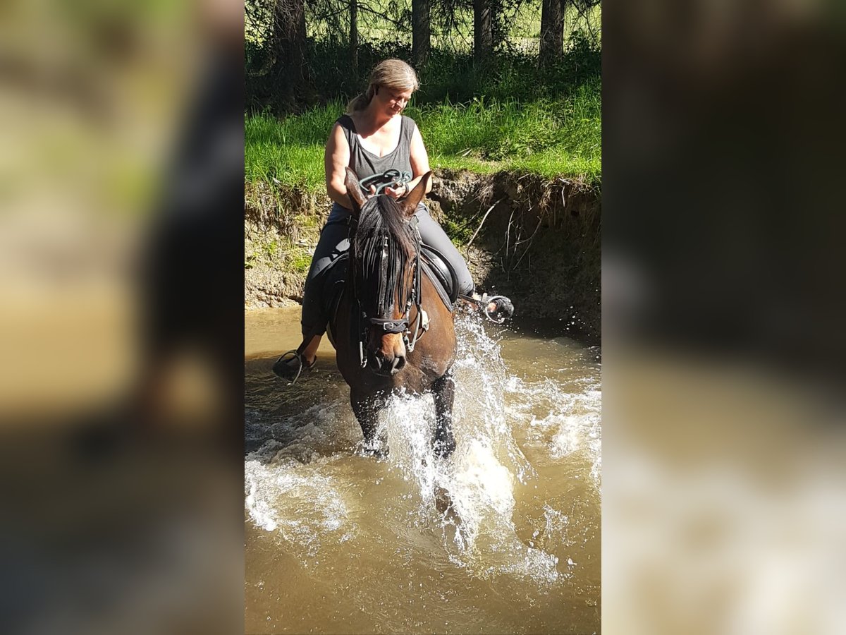Paso Peruano Mix Wallach 23 Jahre 159 cm Brauner in Overath