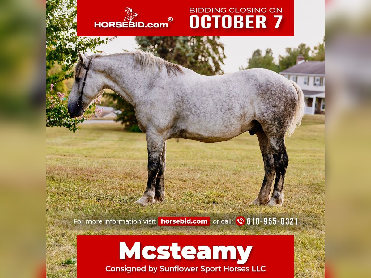 Percherón Caballo castrado 10 años 175 cm Tordo rodado in Pottstown, PA