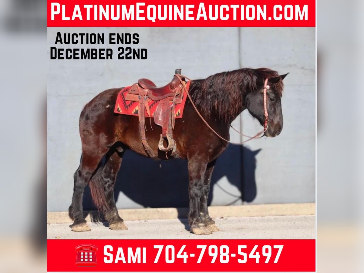 Percherón Caballo castrado 15 años 188 cm in Brooksville KY