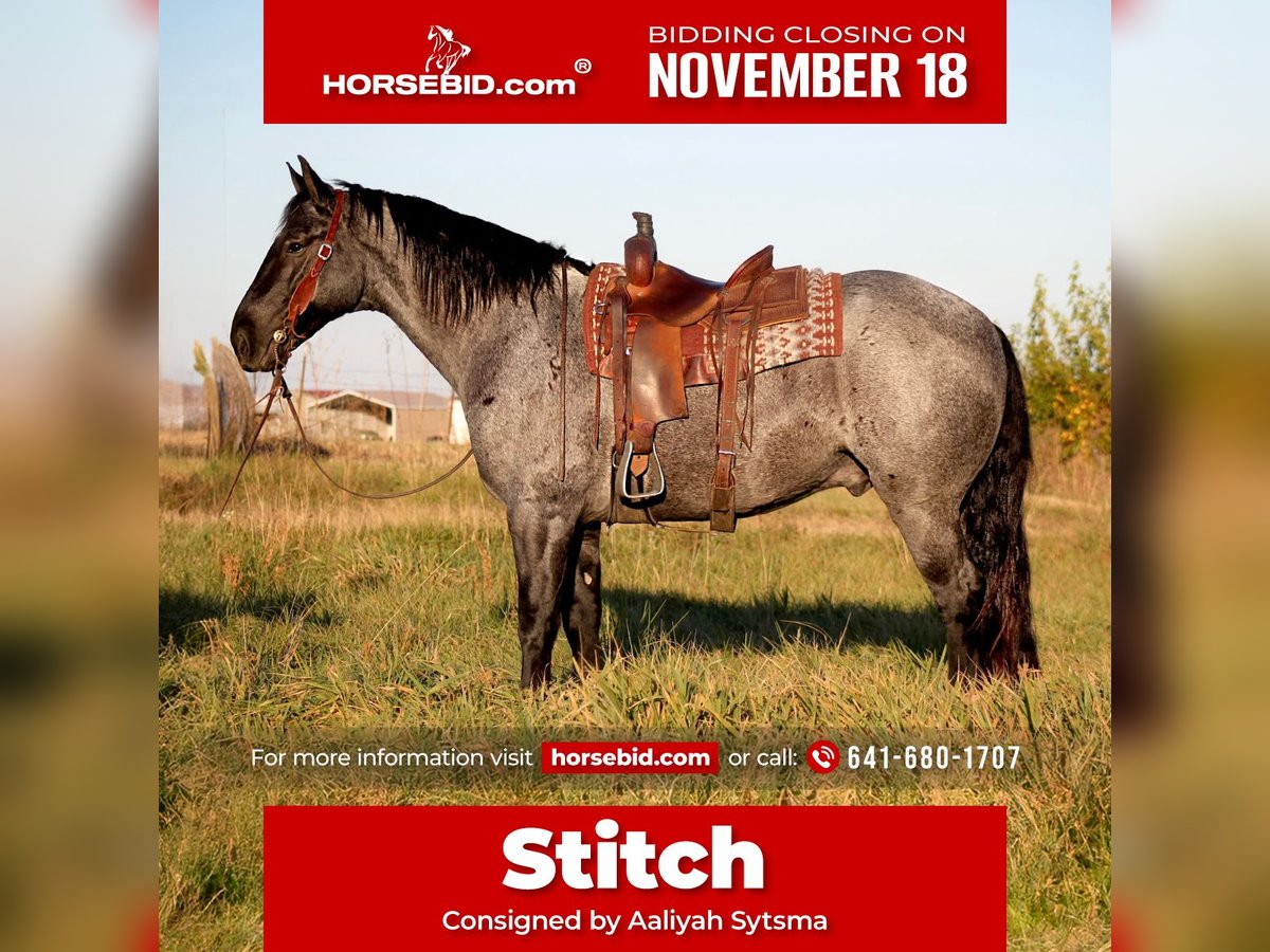 Percherón Mestizo Caballo castrado 4 años 163 cm Ruano azulado in Plano, IA