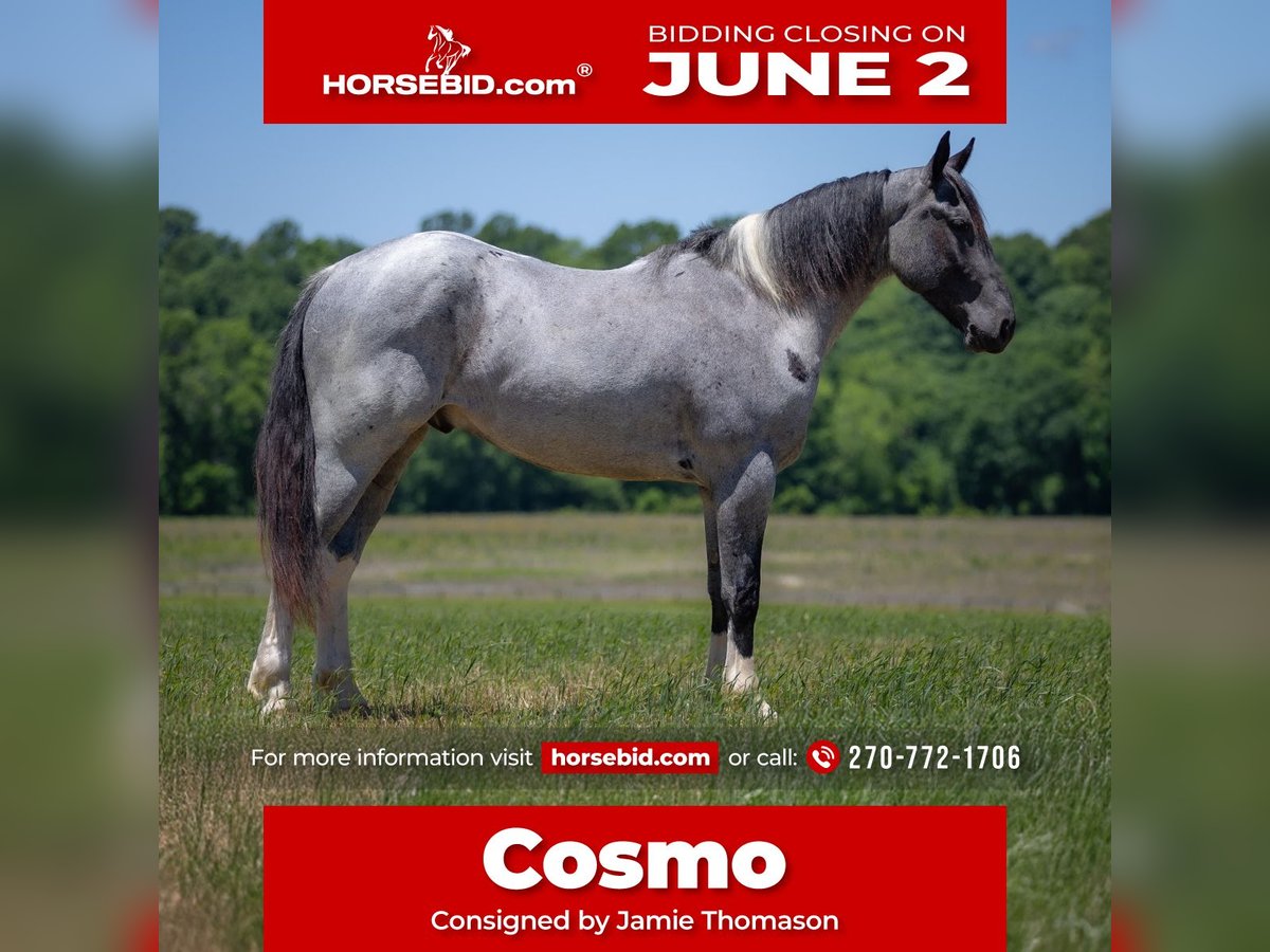 Percherón Mestizo Caballo castrado 4 años 163 cm Ruano azulado in Auburn, KY