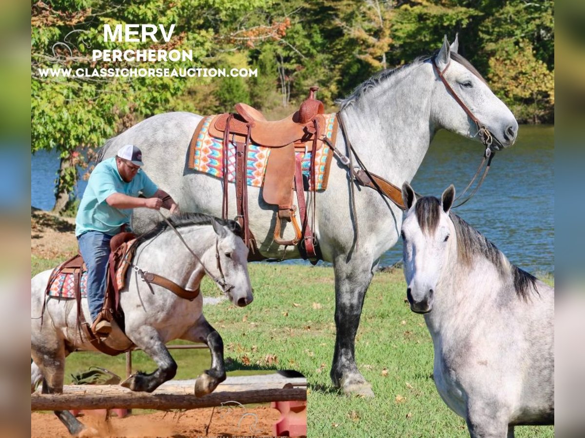 Percherón Caballo castrado 5 años 163 cm Tordo in Tompkinsville, KY