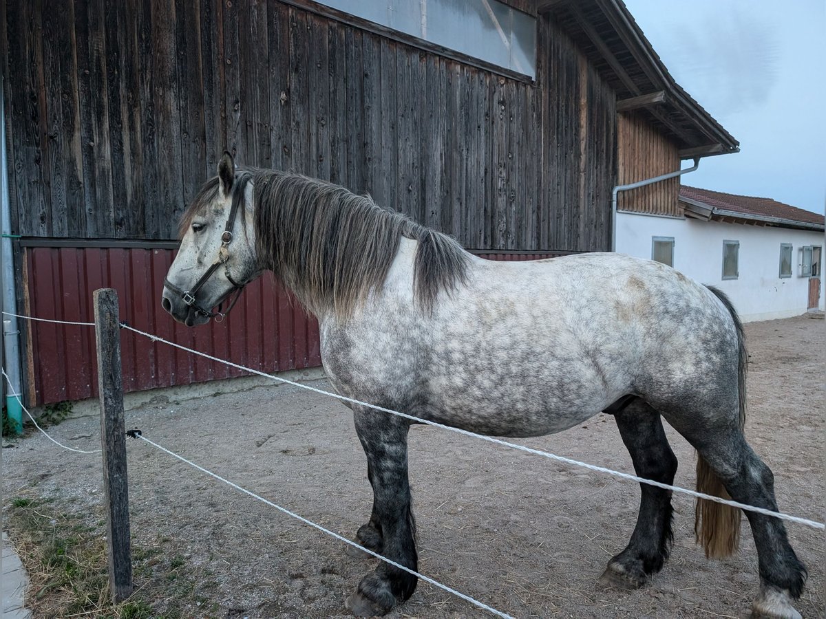 Percherón Caballo castrado 5 años 164 cm Tordo rodado in Aschau am Inn