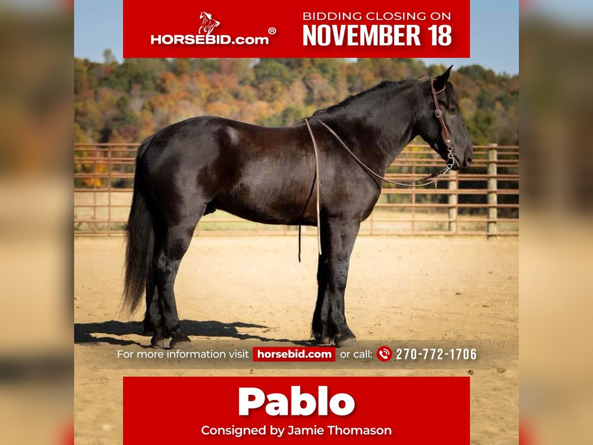 Percherón Mestizo Caballo castrado 5 años 165 cm Negro in Auburn, KY