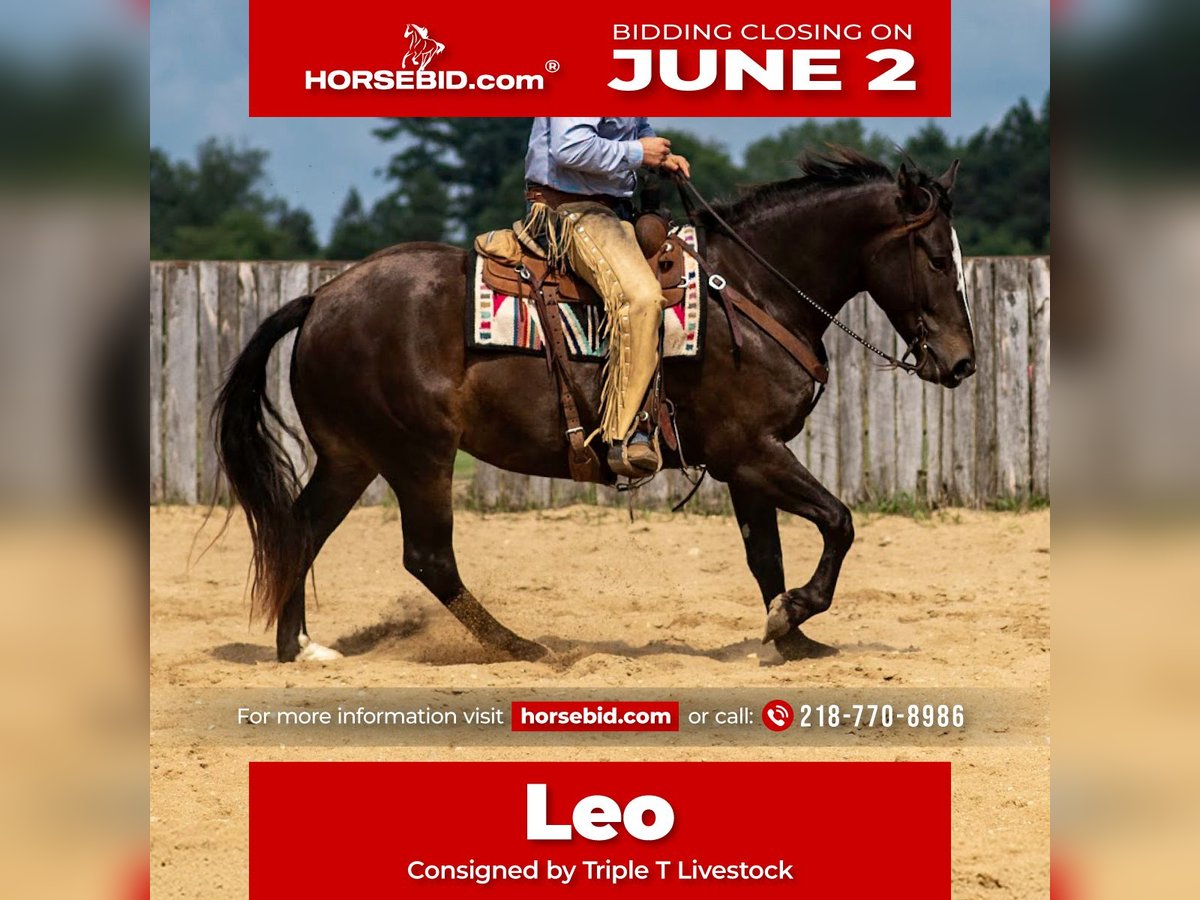 Percherón Mestizo Caballo castrado 5 años 168 cm Castaño in Nevis, MN