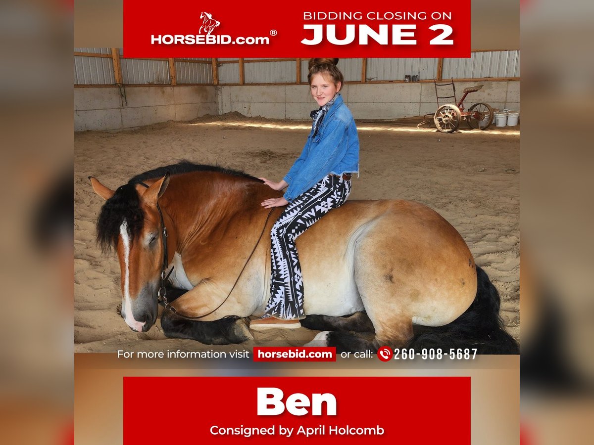 Percherón Mestizo Caballo castrado 5 años 168 cm Castaño rojizo in Camden, MI