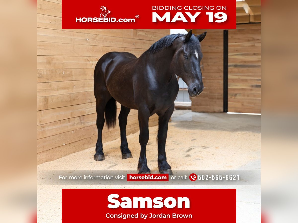 Percherón Caballo castrado 6 años 163 cm Negro in Georgetown, TX