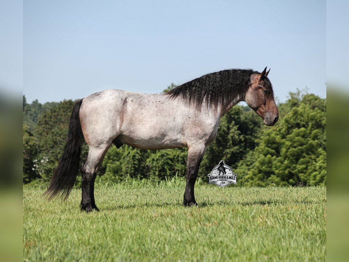 Percherón Caballo castrado 6 años 163 cm Ruano azulado in Gladstone, NJ