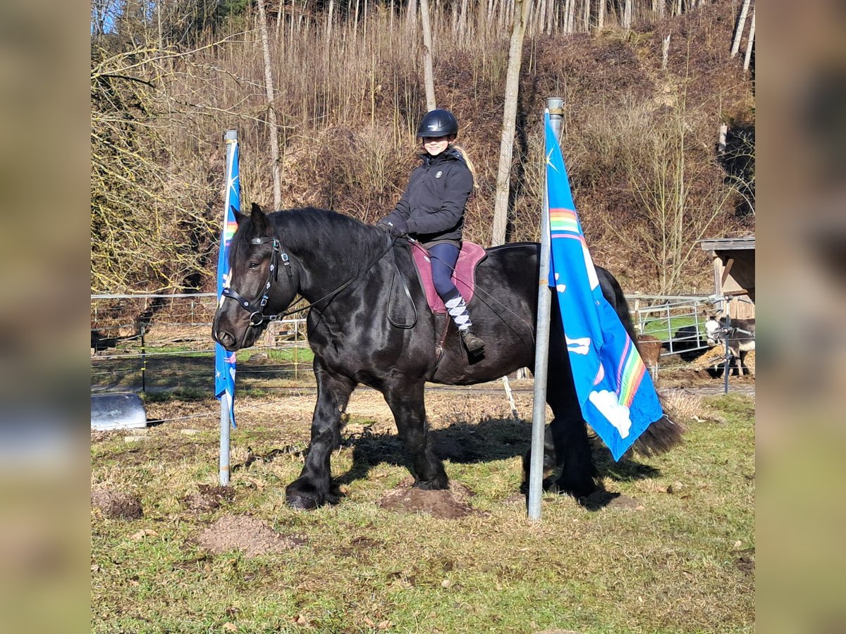 Percherón Caballo castrado 6 años 169 cm Negro in Bayerbach