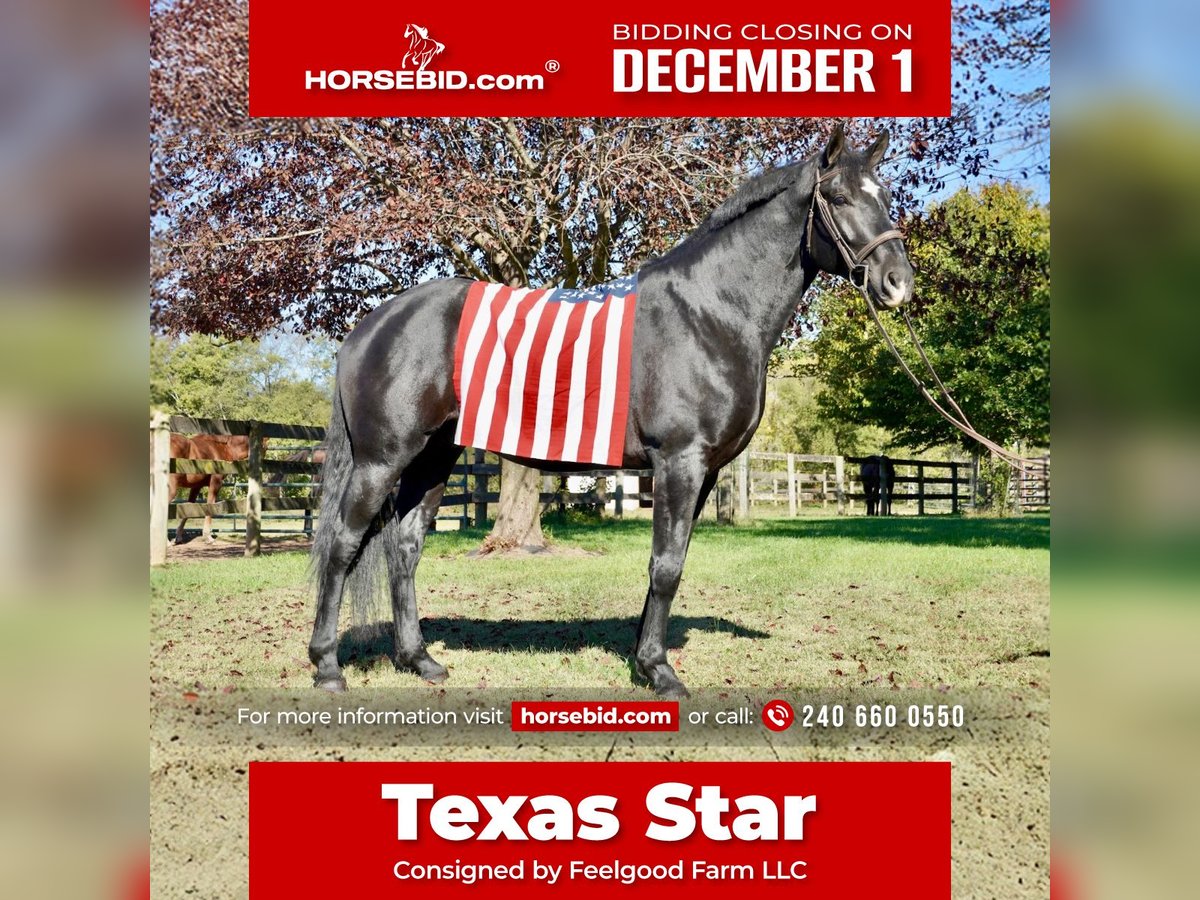 Percherón Mestizo Caballo castrado 6 años 175 cm Negro in Tuscarora