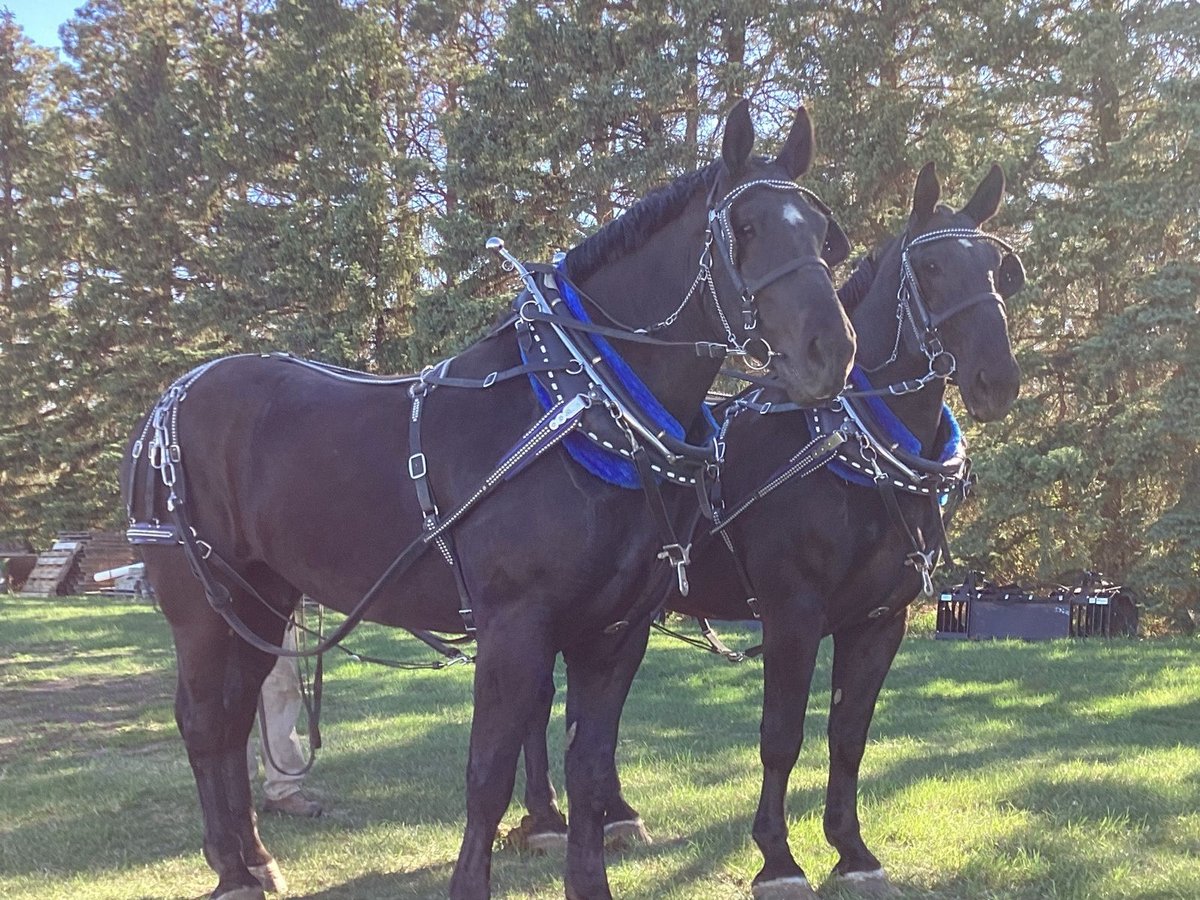 Percherón Caballo castrado 7 años 183 cm Negro in Hazen, ND