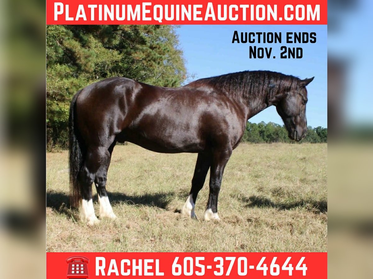 Percherón Caballo castrado 8 años 155 cm Negro in Rusk TX