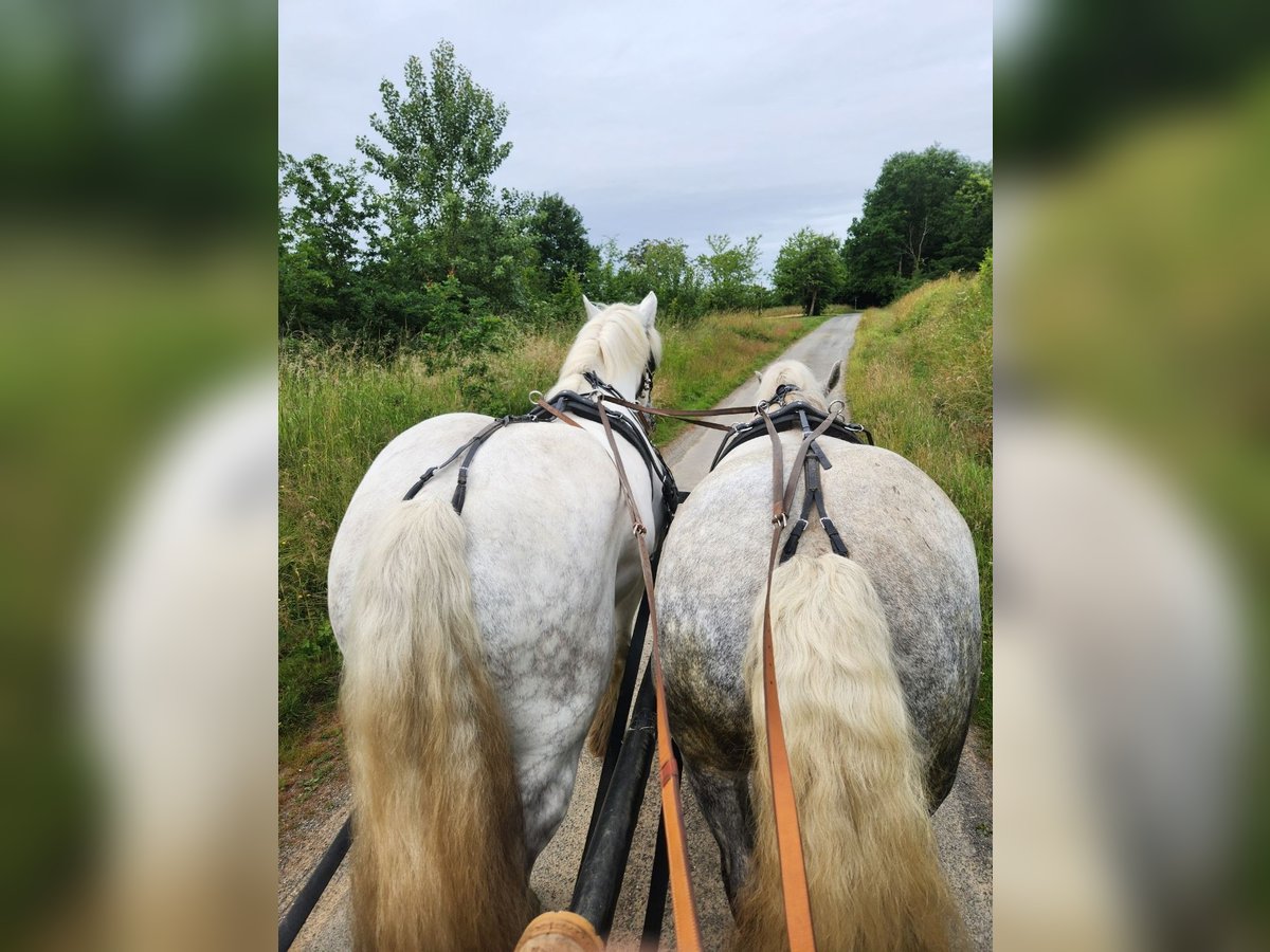 Percherón Caballo castrado 9 años 174 cm White/Blanco in saint martin d&#x27;auxigny