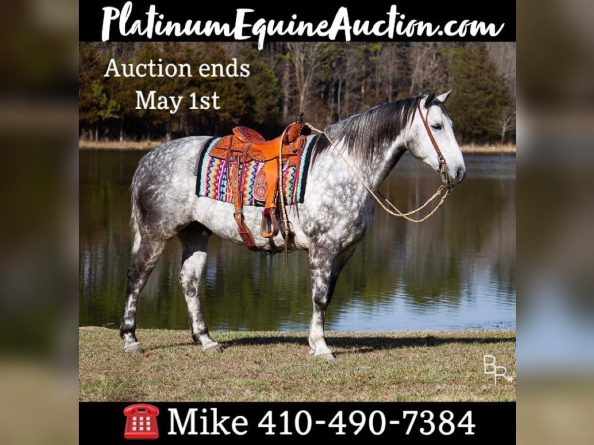 Percheron Castrone 10 Anni 163 cm Grigio pezzato in Mountain Grove MO