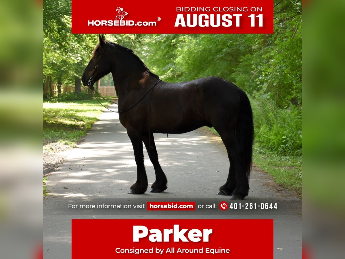 Percheron Mix Castrone 10 Anni 165 cm Morello in Rochester, MA