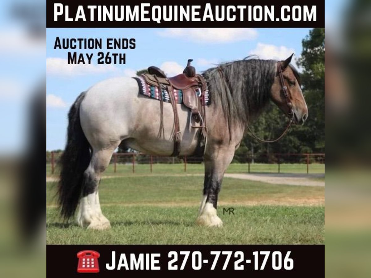 Percheron Castrone 10 Anni 175 cm Baio roano in Auburn KY