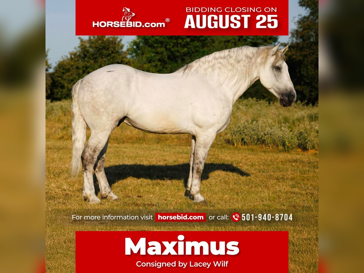 Percheron Mix Castrone 11 Anni 160 cm Grigio in Quitman