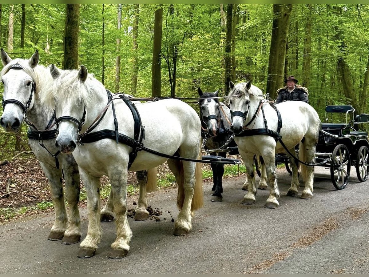 Percheron Castrone 11 Anni 180 cm Grigio pezzato in Montabaur
