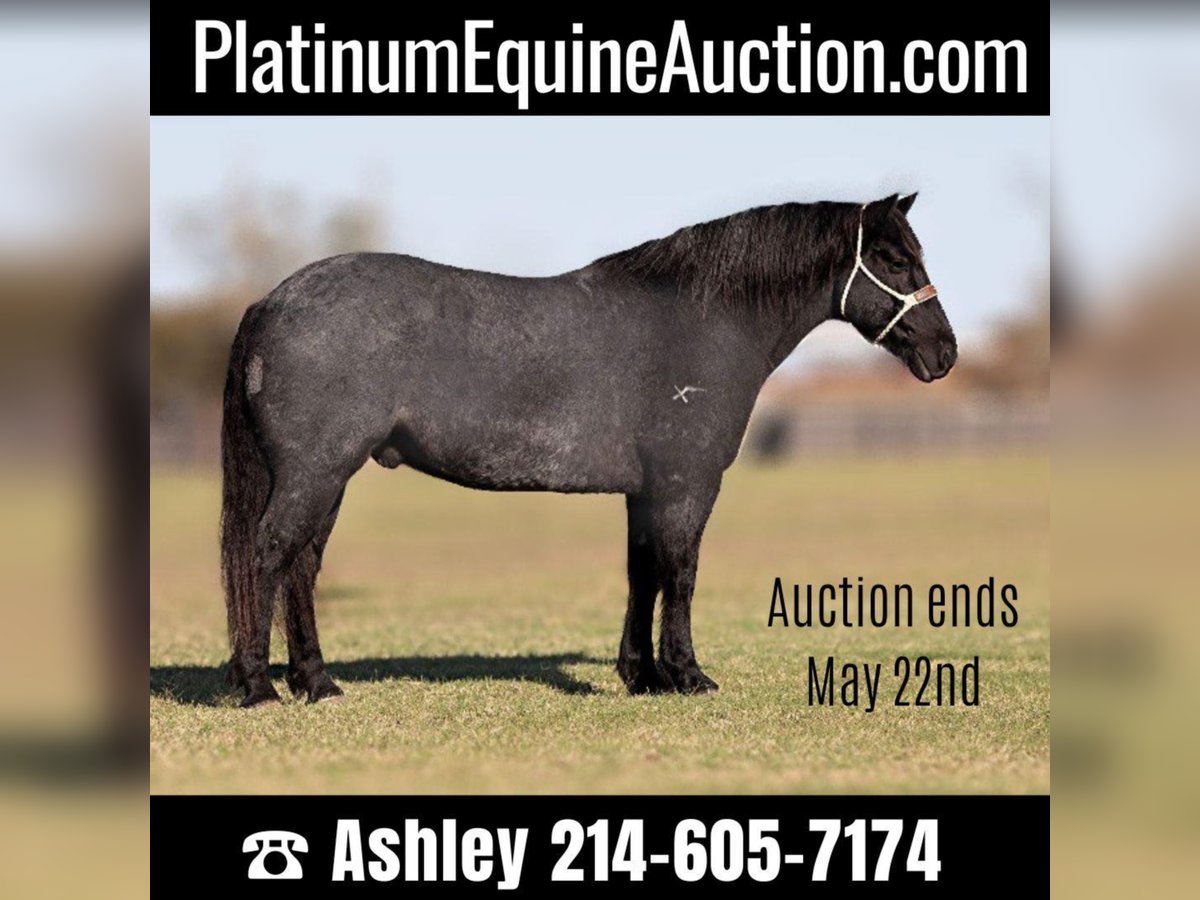 Percheron Castrone 12 Anni 165 cm Roano blu in Weatherford TX