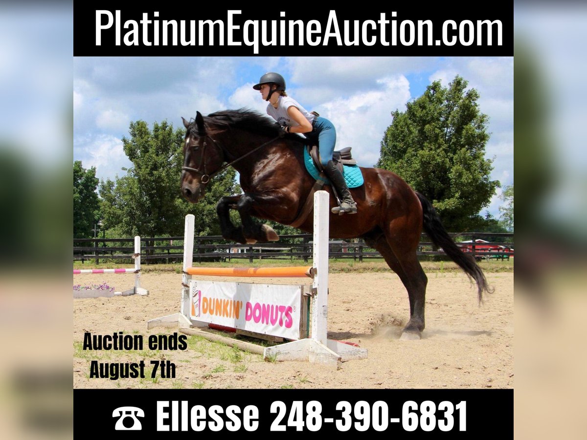 Percheron Castrone 14 Anni 175 cm Morello in Highland MI