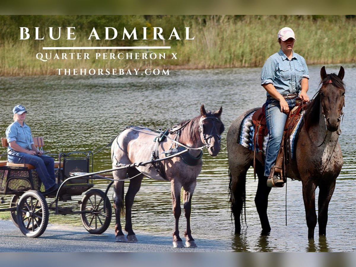 Percheron Mix Castrone 3 Anni 155 cm Roano blu in Hesperia, MI